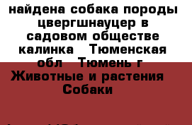 найдена собака породы цвергшнауцер в садовом обществе калинка - Тюменская обл., Тюмень г. Животные и растения » Собаки   